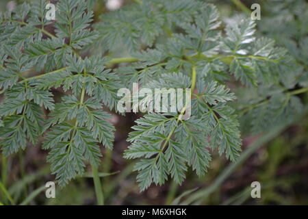 La cicuta, Conium maculatum, pezzata sunshine Foto Stock