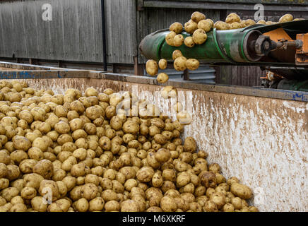 Caricamento di patate su di un camion su una fattoria, Ormskirk Lancashire. Foto Stock