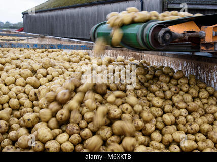 Caricamento di patate su di un camion su una fattoria, Ormskirk Lancashire. Foto Stock