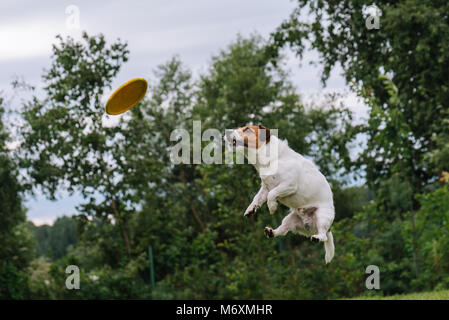 Maldestro cane jumping per la cattura di un disco volante Foto Stock