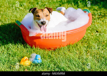 Cane tenendo bagno con bolle e due le papere di gomma (vista dall'alto) Foto Stock