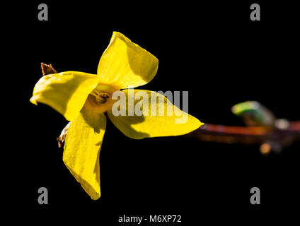 Una ripresa macro di un giallo di forsitia bush bloom catturati nella luce del sole contro uno sfondo nero. Foto Stock