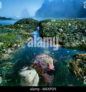 Tidepool, stelle di mare, Ozette Beach, Parco Nazionale di Olympic, Washington Foto Stock