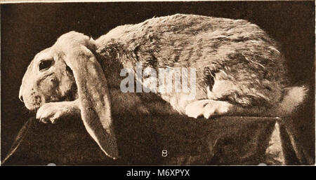 "Carnegie Institution di Washington pubblicazione" (1909) Foto Stock