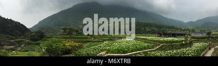 Arum-lily campi di fiori in Yangminghshan National Park, Taiwan. Foto Stock