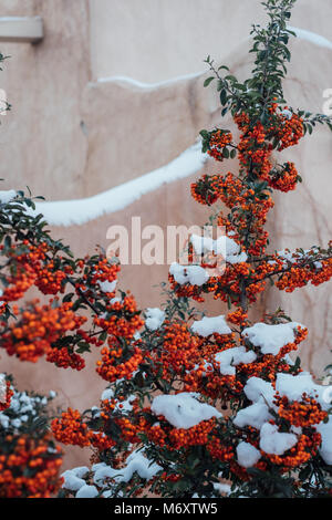 Holly in inverno Foto Stock