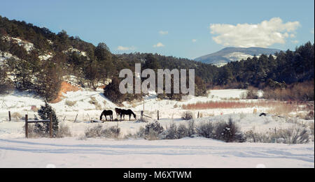 Cavalli in un ranch Foto Stock