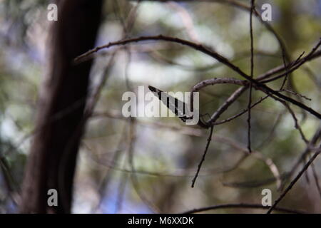 Il corvo comune Butterfly (Euploea Core) Foto Stock