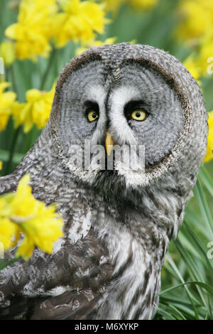 Grande gufo grigio sul terreno circondato da narcisi Foto Stock