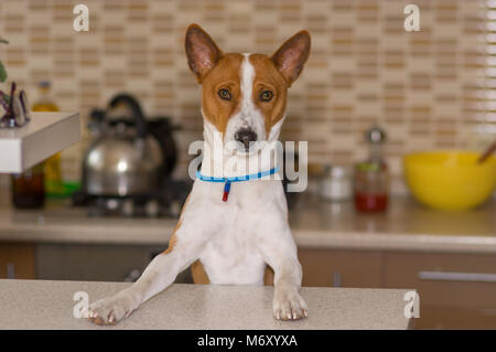 Ritratto di basenji cane in posa sulla cucina Foto Stock
