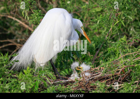 Airone bianco maggiore Foto Stock