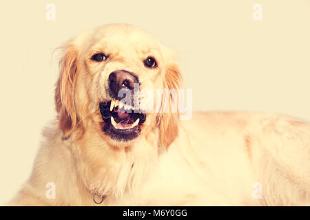 Arrabbiato golden retriever cane mostra i denti. Animali domestici. Foto Stock