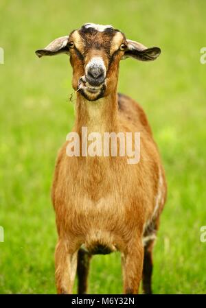 Capra su un terreno coltivato pascolo. Farmland animali Raccolta foto. Foto verticale Foto Stock