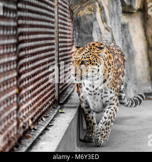 Leopard In gabbia a Zoo in città della Cina. Foto Stock