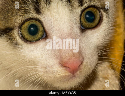 Azione temi animale gatto Close-up Cute cat nazionali Foto Stock