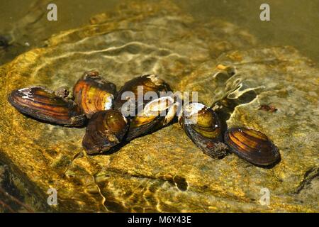 Fiume vongole sulla roccia in un fiume pulito. Anodonta anatina Foto Stock