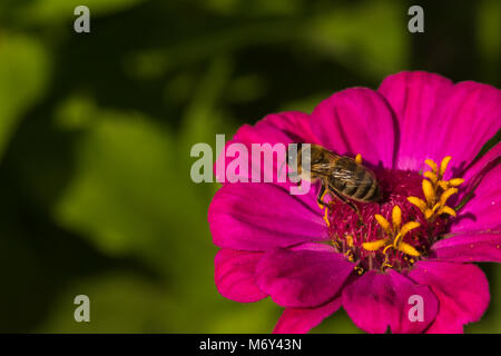 Close-up ape su fiore Foto Stock