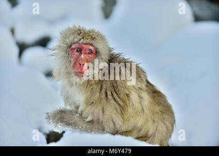 Neve scimmia nella neve. Stagione invernale. I giapponesi macaque ( nome scientifico: Macaca fuscata), noto anche come la neve scimmia. Foto Stock