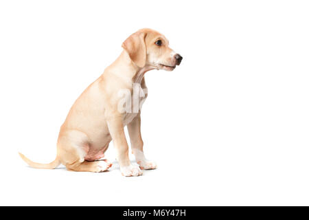Corto pelo biondo cane di seduta Foto Stock