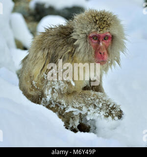 Neve scimmia nella neve. Stagione invernale. I giapponesi macaque ( nome scientifico: Macaca fuscata), noto anche come la neve scimmia. Foto Stock