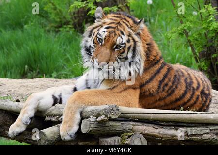 Tiger sdraiato sul pavimento in legno Foto Stock