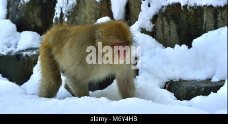 Neve scimmia nella neve. Stagione invernale. I giapponesi macaque ( nome scientifico: Macaca fuscata), noto anche come la neve scimmia. Foto Stock