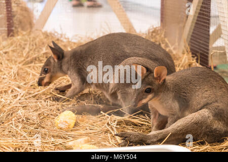 Wallaby o Mini Kangaroo in fattoria Foto Stock