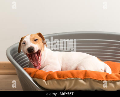 Sbadiglio. Poco carino Jack Russell Terrier calma giacente sul cane di lusso Bed Foto Stock