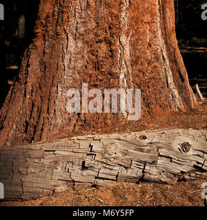 Bellissimo albero di sequoia corteccia texture nella luce solare - che giace morto albero con crepe e rosso vivo tree. Foto Stock