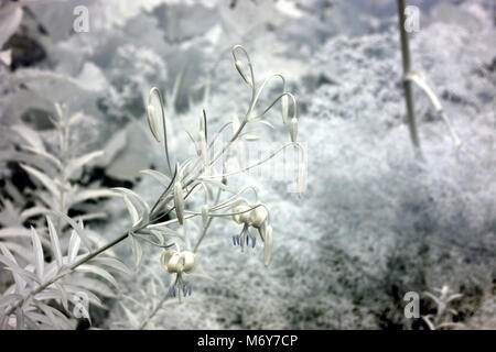 Immagine infrarossa del gambo lungo la pianta con boccioli e fiori in un giardino Foto Stock