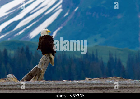 Aquila calva (Haliaeetus leucocephalus) . Un aquila calva siede su un log backdropped dalla verde collina di agosto e la parte inferiore di un parzialmente coperto di neve montagna pendenza. Foto Stock