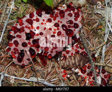 Dente di spurgo Fungo (Hydnellum peckii) . Il dente di spurgo fungo, nonostante il suo nome sconcertante, non è effettivamente in grado di sanguinamento, ma semplicemente secerne un rosso-liquido colorato, particolarmente in condizioni di umidità. Foto Stock