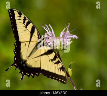 Tigre orientale a coda di rondine . Foto Stock
