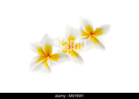 Flower Plumeria isolati su sfondo bianco Foto Stock