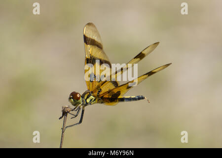 Halloween Pennant dragonfly (Celithemis eponina) all'Hawk's Bluff Trail nel preservare savane parco statale, Jensen Beach, Martin County, Florida, Stati Uniti d'America Foto Stock
