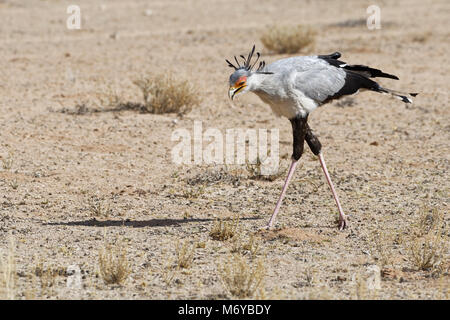 Segretario bird (Sagittarius serpentarius), adulto, in cerca di preda, concentrato, Kgalagadi Parco transfrontaliero, Northern Cape, Sud Africa e Africa Foto Stock