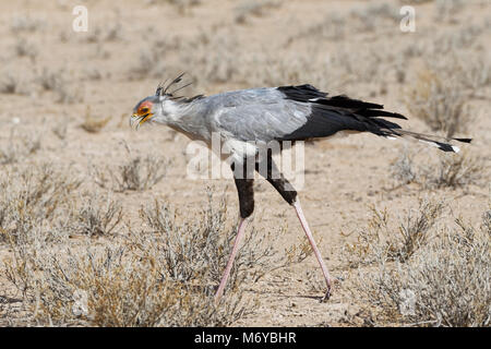 Segretario bird (Sagittarius serpentarius), adulto, in cerca di preda, concentrato, Kgalagadi Parco transfrontaliero, Northern Cape, Sud Africa e Africa Foto Stock