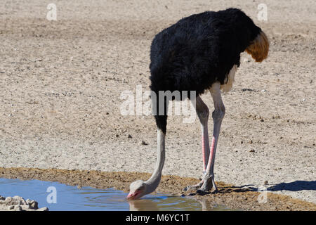 Struzzo Sudafricano (Struthio camelus australis), maschi adulti a bere un waterhole, Kgalagadi Parco transfrontaliero, Northern Cape, Sud Africa Foto Stock