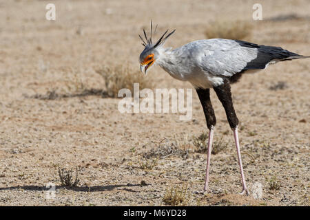 Segretario bird (Sagittarius serpentarius), adulto, in cerca di preda, concentrato, Kgalagadi Parco transfrontaliero, Northern Cape, Sud Africa e Africa Foto Stock