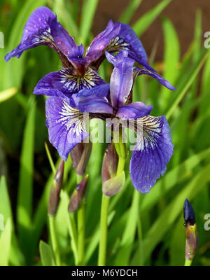 Bandiera selvatico Iris (Iris) la setosa . Il luminoso petali viola del selvaggio bandiera iris spiccano in umido, le zone paludose dove la pianta ama a crescere. Foto Stock