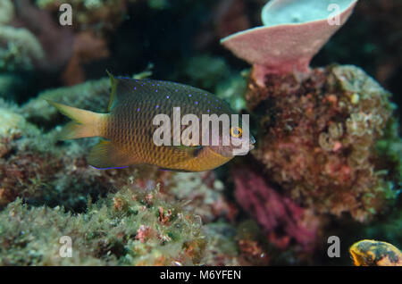 Gioiello fanciulla Pletroglyphidodon lacrymatus, Pomacentridae, Anilao, Filippine, Asia Foto Stock