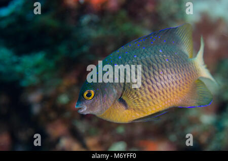 Gioiello fanciulla Pletroglyphidodon lacrymatus, Pomacentridae, Anilao, Filippine, Asia Foto Stock