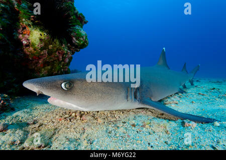 Whitetip reef shark,Triaenodon obesus,Cocos Island,Costa Rica,Oceano Pacifico Foto Stock