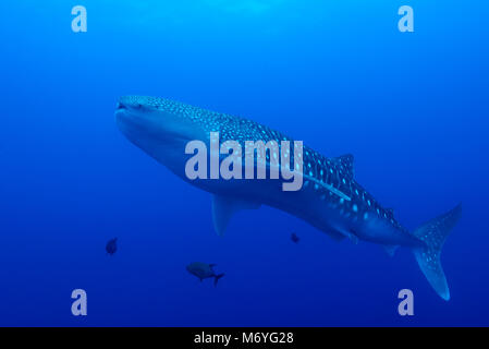 Squalo Balena,Rhincodon typus,Cocos Island,Costa Rica,Oceano Pacifico Foto Stock