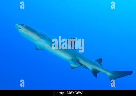 Whitetip reef shark,Triaenodon obesus,Cocos Island,Costa Rica,Oceano Pacifico Foto Stock