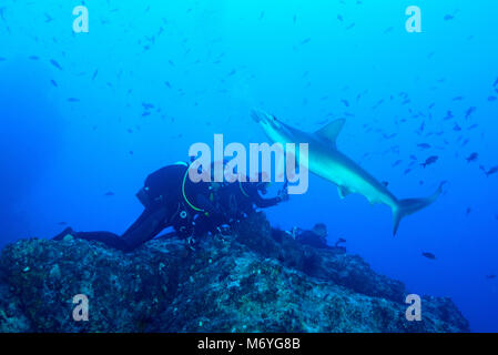 Festone squalo martello,Sphyrna lewini,la stazione di pulizia e scuba diver,Cocos Island,Costa Rica,Oceano Pacifico,Signor sì Foto Stock