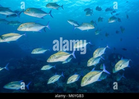 Il tonno rosso tervally,Caranx melampygus,Scuola di trevallies,Cocos Island,Costa Rica,Oceano Pacifico Foto Stock