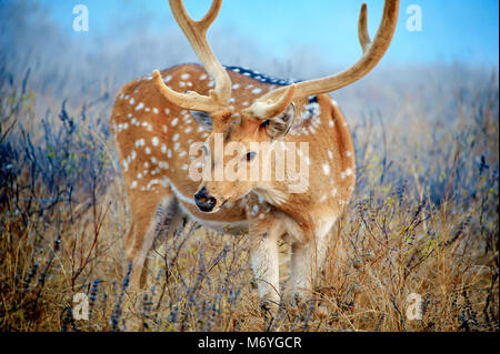 Close up di un giovane maschio Cheetal (noto anche come macchiati o asse) cervi in mattinata nebbie - Parco nazionale di Ranthambore. Foto Stock