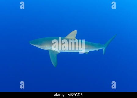 Silky shark,Carcharhinus falciformis,Cocos Island,Costa Rica,Oceano Pacifico Foto Stock