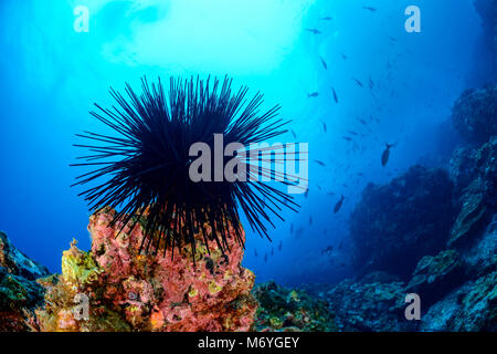 Incoronato Urchin,Centrostephanus coronatu,Cocos Island,Costa Rica,Oceano Pacifico Foto Stock